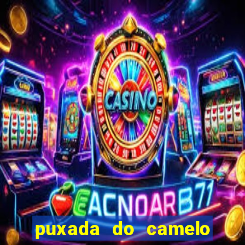 puxada do camelo jogo do bicho